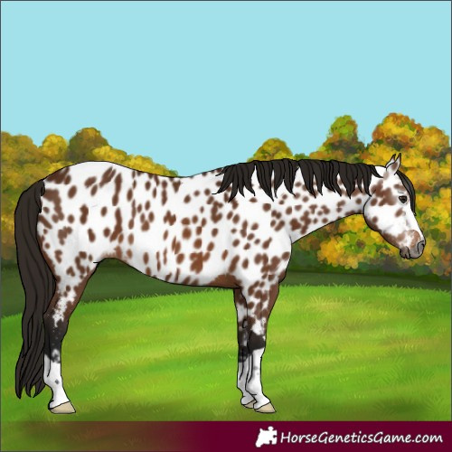 Horse Color:Gray Bay Near Leopard 