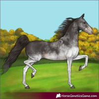 Horse Color:White Spotted Liver Chestnut 