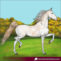 Horse Color:White Spotted Chestnut 