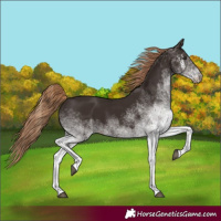 Horse Color:White Spotted Liver Chestnut 