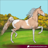 Horse Color:Gold Champagne Splash Tobiano