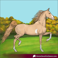 Horse Color:Gold Champagne Splash Tobiano 