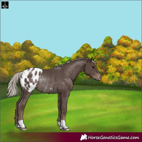 Horse Color:Silver Black Appaloosa Rabicano