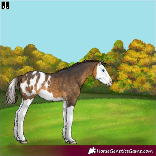 Horse Color:Buckskin Splash Appaloosa 