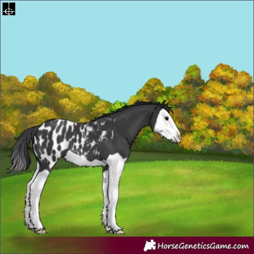 Horse Color:Black Splash Appaloosa 