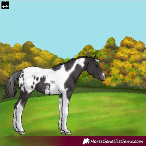Horse Color:Smoky Black Tobiano Appaloosa 