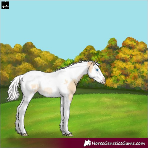 Horse Color:Silver Buckskin Pearl Splash Tobiano Appaloosa Rabicano 
