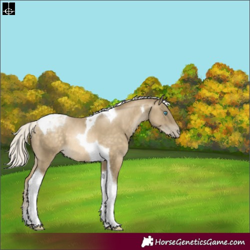 Horse Color:Silver Buckskin Pearl Tobiano