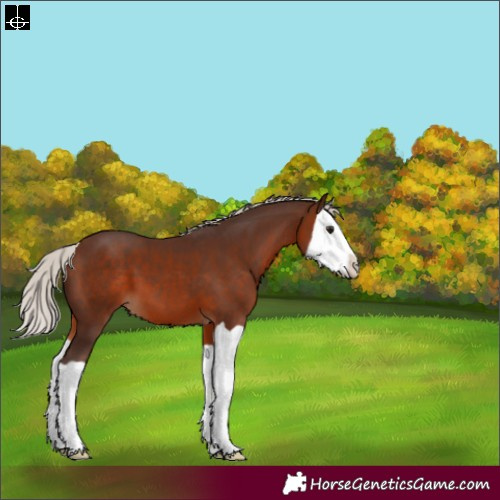 Horse Color:Silver Brown Splash