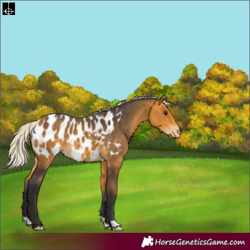 Horse Color:Silver Buckskin Appaloosa