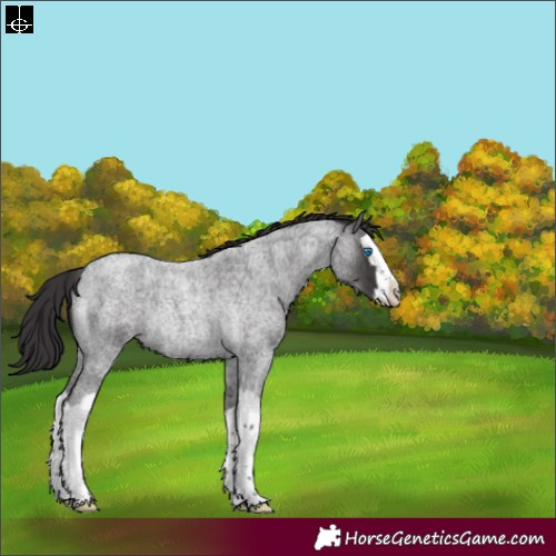 Horse Color:Smoky Blue Roan Splash Rabicano