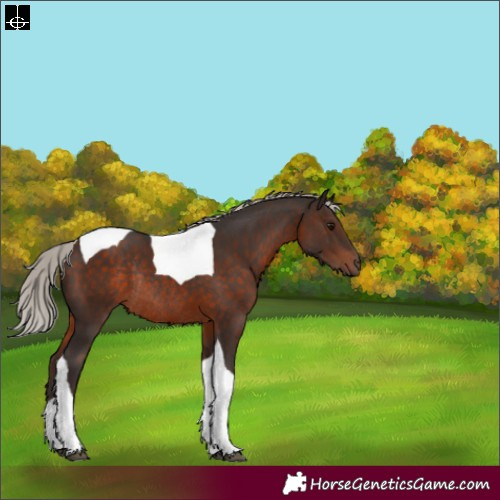 Horse Color:Silver Brown Tobiano Rabicano 