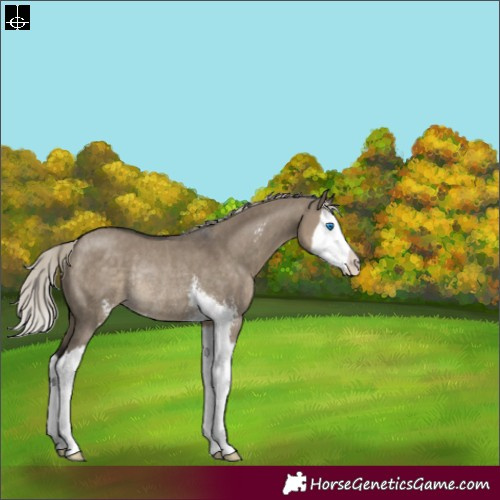 Horse Color:Silver Smoky Grullo Sabino Splash Rabicano 