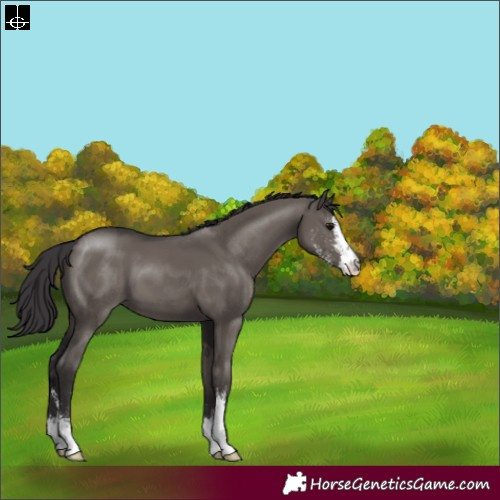 Horse Color:Smoky Grullo Sabino