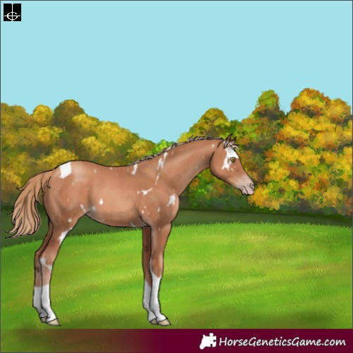 Horse Color:White Spotted Gold Champagne Tobiano 