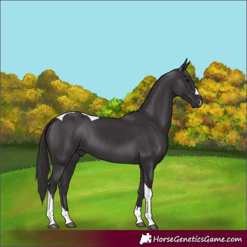 Horse Color:Smoky Black Tobiano 