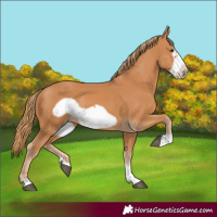 Horse Color:Chestnut Frame 