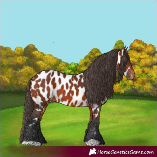 Horse Color:Bay Appaloosa 