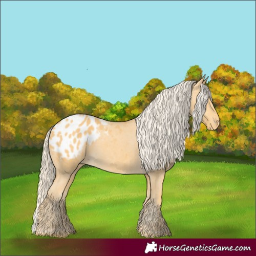 Horse Color:Palomino Appaloosa 