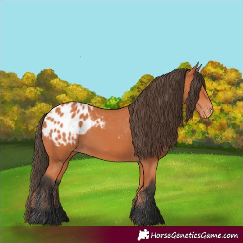 Horse Color:Bay Blanket 