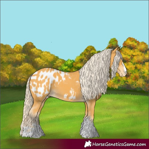 Horse Color:Palomino Appaloosa