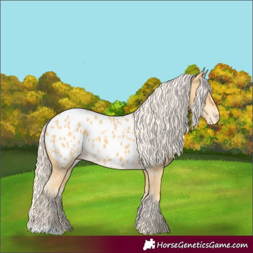 Horse Color:Palomino Appaloosa