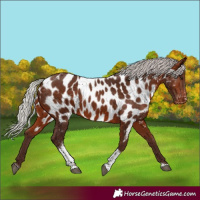 Horse Color:Silver Bay Tobiano Appaloosa 
