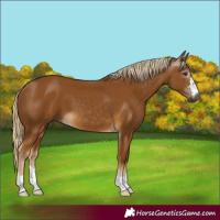 Horse Color:Gray Palomino 