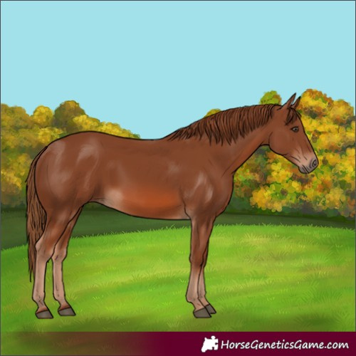 Horse Color:Chestnut 