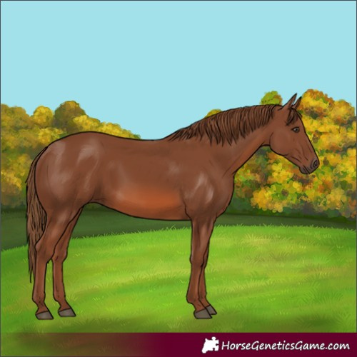 Horse Color:Chestnut 