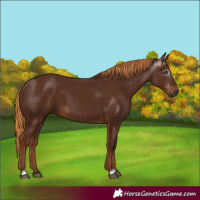 Horse Color:Gray Chestnut 