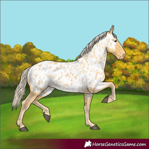 Horse Color:Palomino Appaloosa 