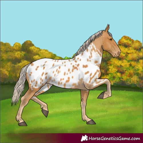 Horse Color:Palomino Appaloosa 