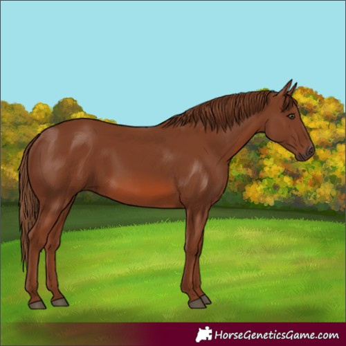 Horse Color:Chestnut 
