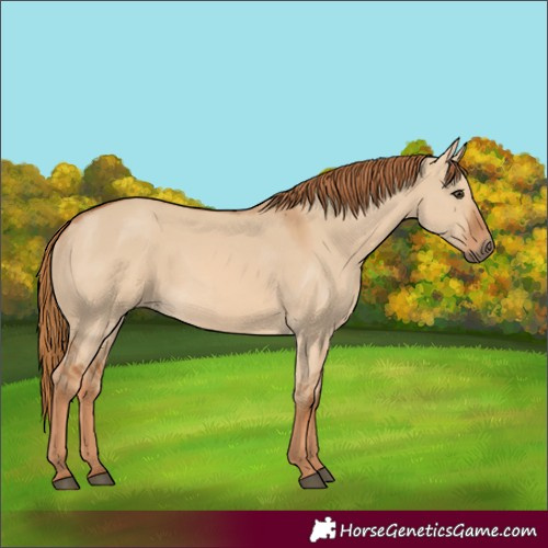 Horse Color:Red Dun 