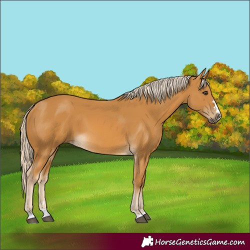 Horse Color:Palomino 