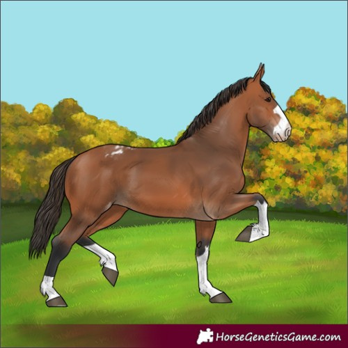Horse Color:Bay Appaloosa 