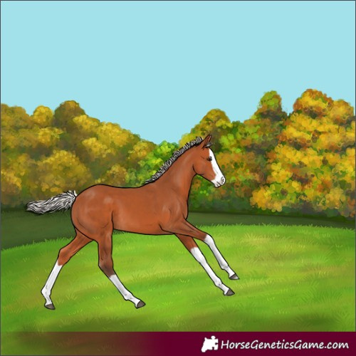 Horse Color:Silver Bay Splash 