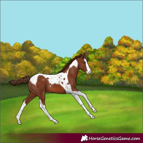 Horse Color:Chestnut Splash Tobiano 