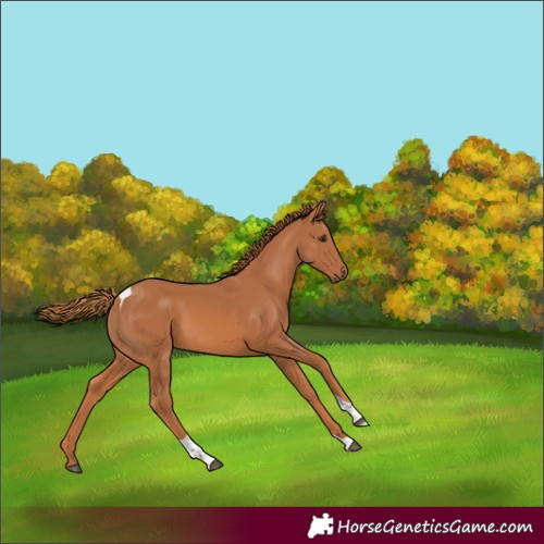 Horse Color:Chestnut Tobiano 