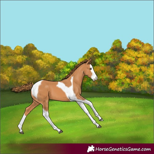 Horse Color:Chestnut Splash Tobiano 