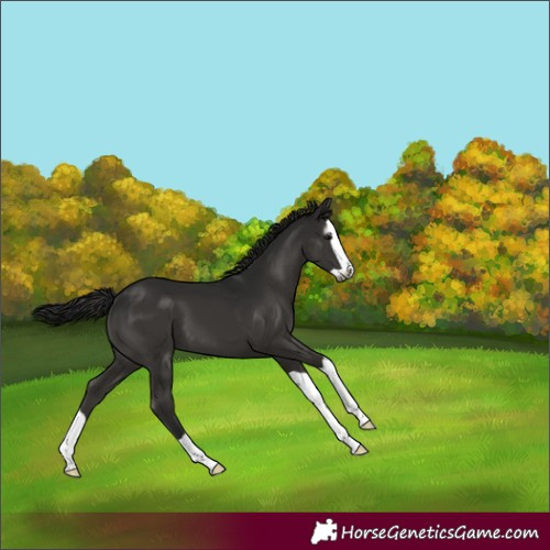 Horse Color:Gray Black Splash 