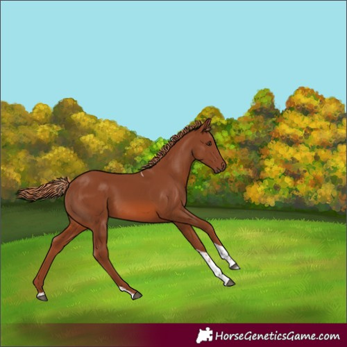Horse Color:Chestnut Tobiano 
