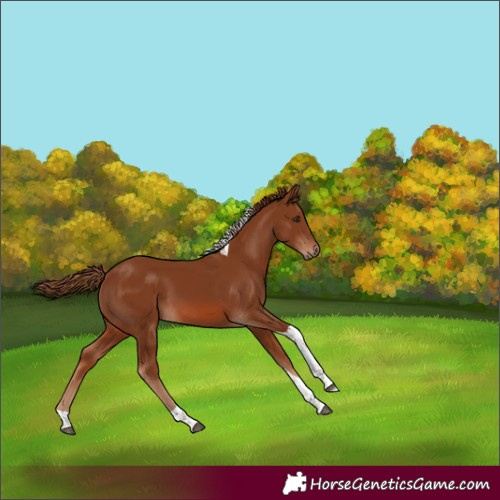 Horse Color:Chestnut Tobiano 