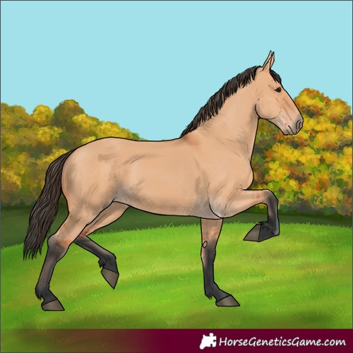 Horse Color:Bay Dun 