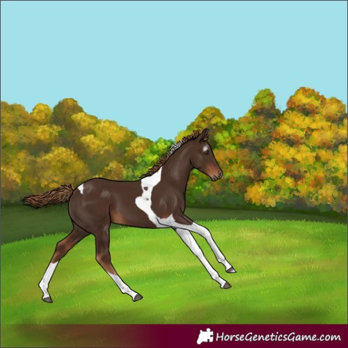 Horse Color:Gray Chestnut Tobiano 