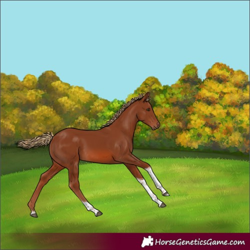 Horse Color:Chestnut Tobiano 