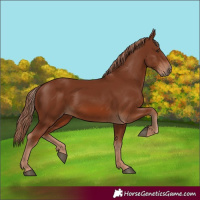 Horse Color:Chestnut Rabicano