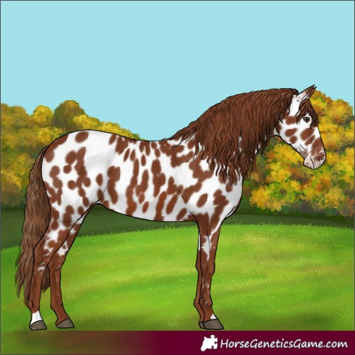 Horse Color:Chestnut Near Leopard