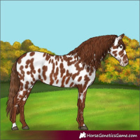 Horse Color:Chestnut Near Leopard